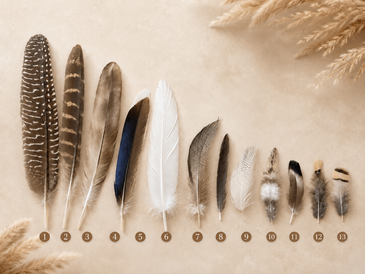 Numbered natural feather choices 1 through 13 arranged from longest to shortest